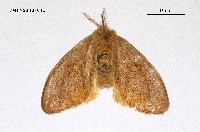 藏品(黃斑黃毒蛾)的圖片